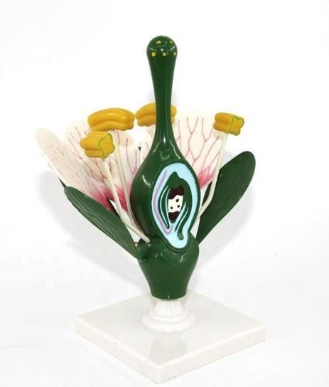 Çiçek Kesiti Modeli