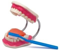 Diş Fırçalama Modeli