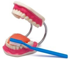 Diş Fırçalama Modeli
