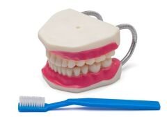 Diş Fırçalama Modeli
