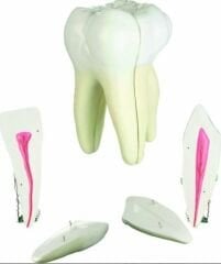 Diş Modelleri 3'lü Set