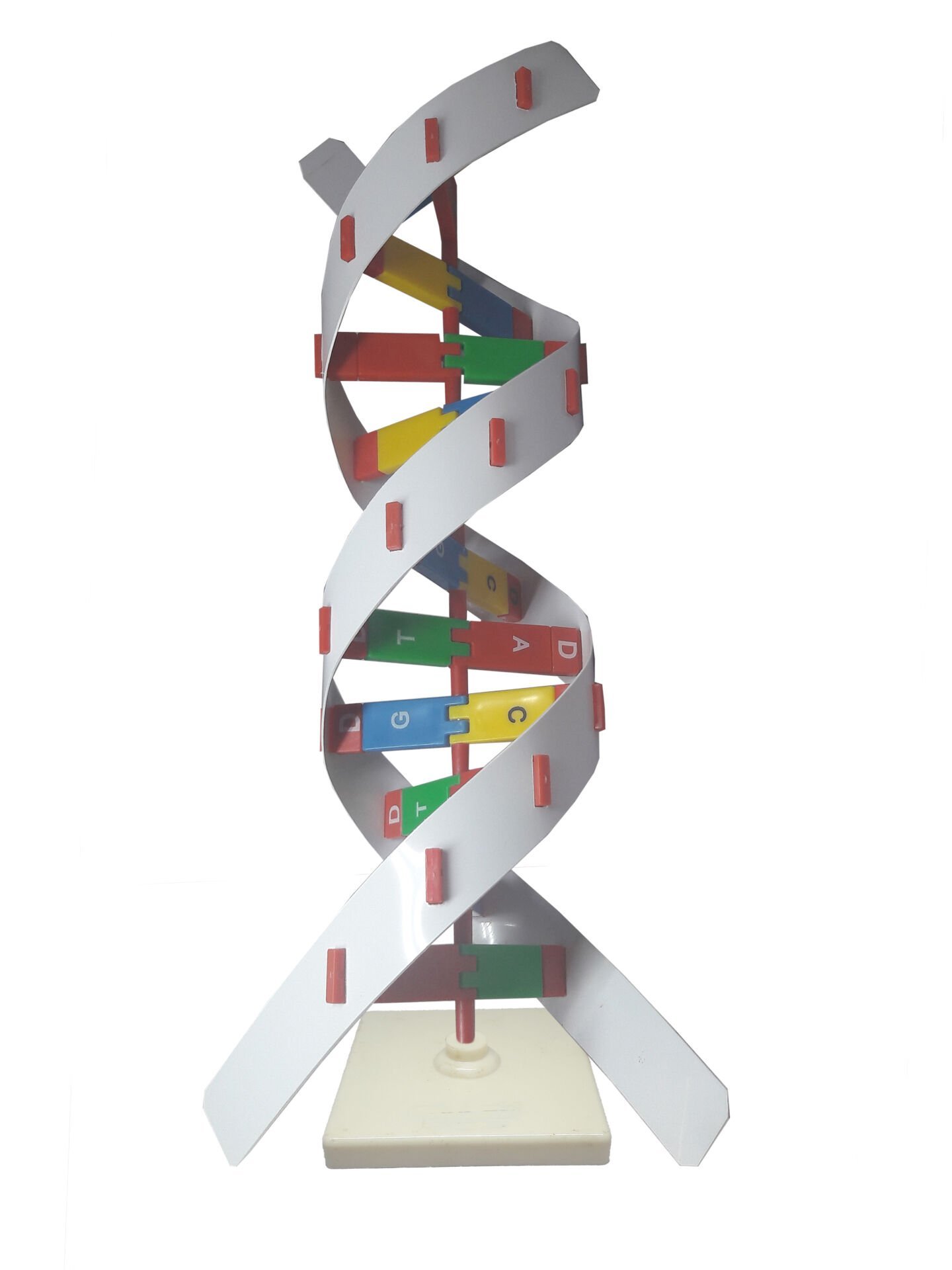 Dna Modeli
