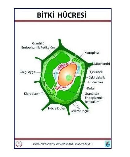 Bitki Hücresi Levhası