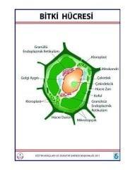 Bitki Hücresi Levhası