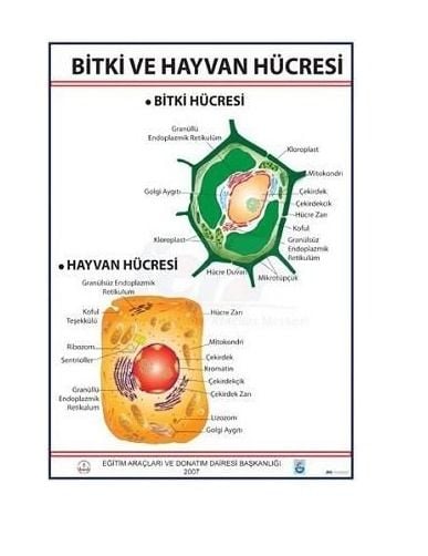 Bitki ve Hayvan Hücresi Levhası