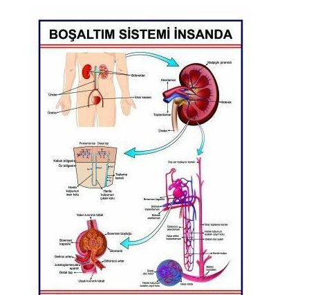 İnsanda Boşaltım Sistemi Levhası (70*100)