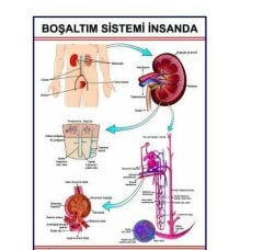İnsanda Boşaltım Sistemi Levhası (70*100)