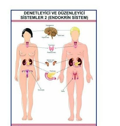 Denetleyici ve Düzenleyici Endokrin Sistem Levhası