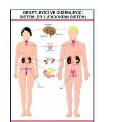 Denetleyici ve Düzenleyici Endokrin Sistem Levhası