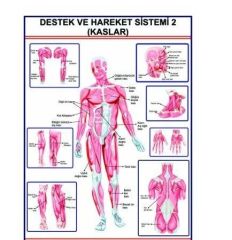 Destek ve Hareket Sisteminde Kaslar Levhası