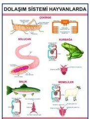 Hayvanlarda Dolaşım Sistemi Levhası