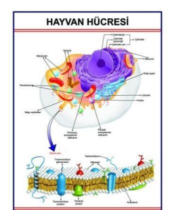 Hayvan Hücresi Levhası