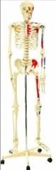 İnsan İskeleti 160 Cm.