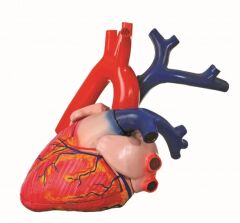 Büyük Kalp Modeli