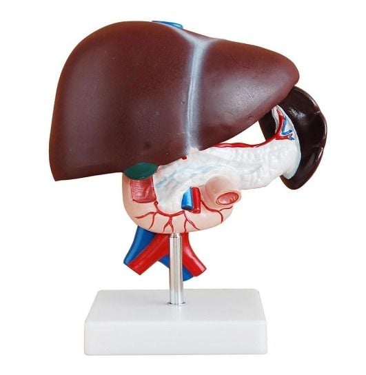 Karaciğer, Pankreas ve Onikiparmak bağırsağı Modeli