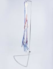 Kan Akışını Gösteren Kol İskeleti