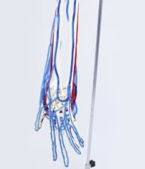 Kan Akışını Gösteren Kol İskeleti