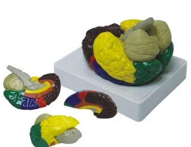 Anatomik Beyin Modeli Renklendirilmiş