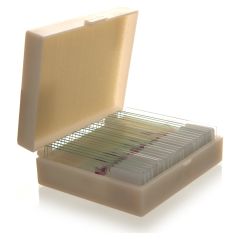 Preperat İnsan Anatomisi 25'lik Set