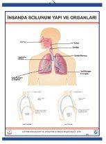 İnsanda Solunum ve Yapı Organları Levhası