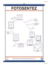 Fotosentez Levhası