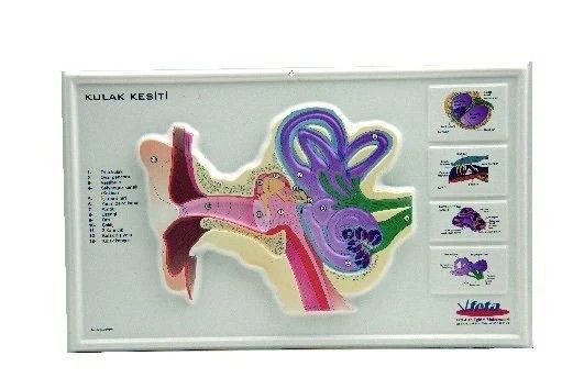 Kulak Kesiti Kabartma