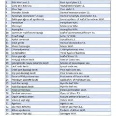 Mikroskop Slayt Seti | Ahşap Kutulu Preparat Set | 100 Slayt