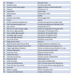 Mikroskop Slayt Seti | Ahşap Kutulu Preparat Set | 100 Slayt